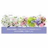 お花の定期便(月命日) 虹コース12ヶ月 Lサイズ お供え 生花
