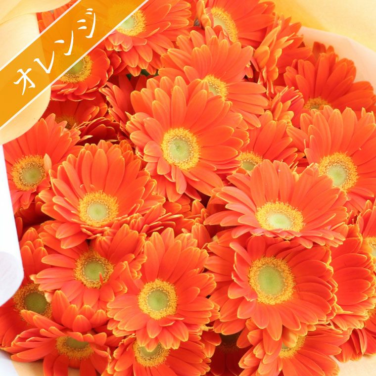 ガーベラの花束 10本・花言葉 