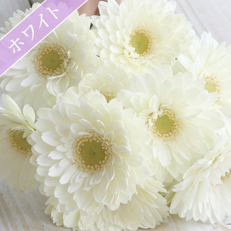 ガーベラの花束 10本・花言葉 