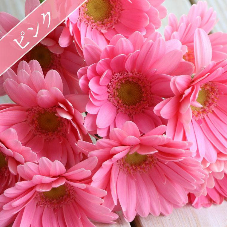 ガーベラの花束 10本・花言葉 