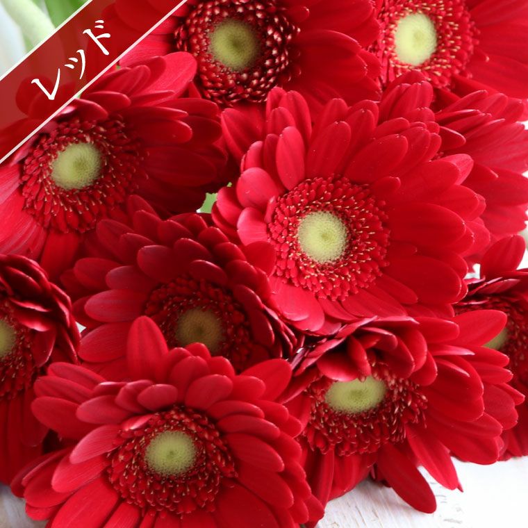 ガーベラの花束 10本・花言葉 