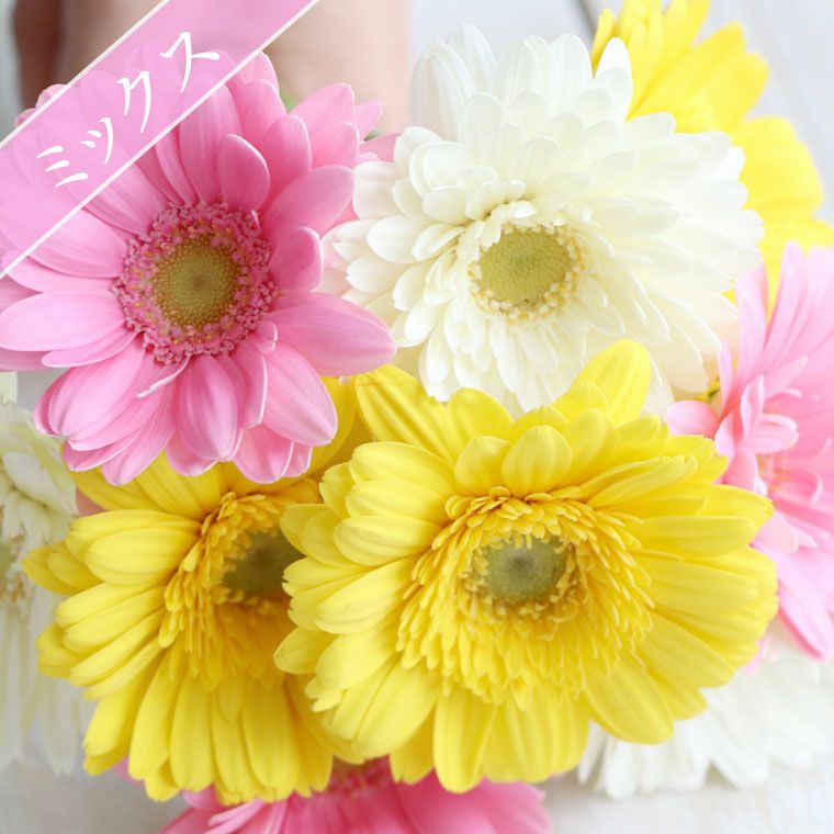 ガーベラの花束 10本・花言葉 