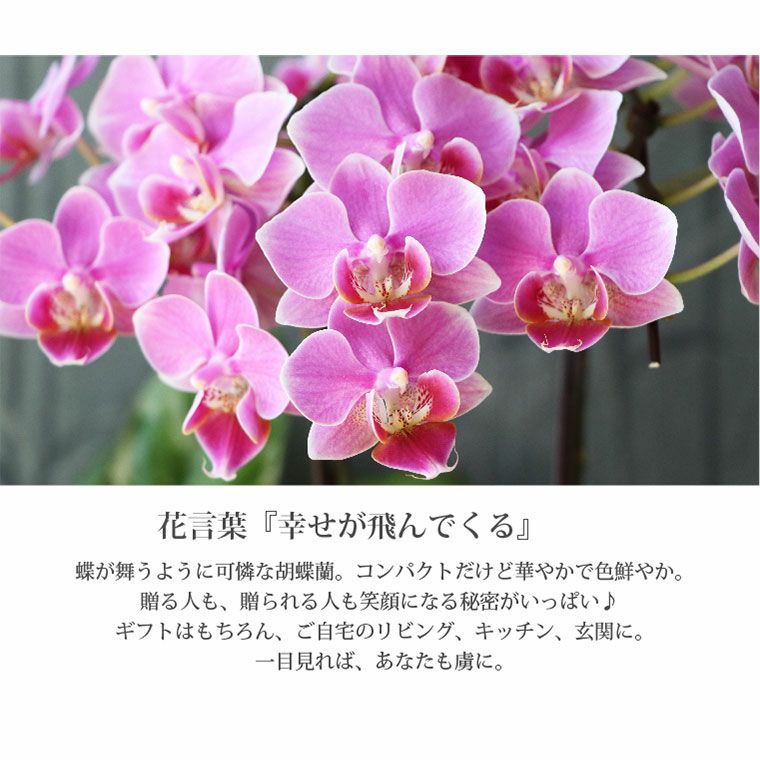 椎名洋ラン園の選べるマイクロ胡蝶蘭』 鉢植え｜横浜花まりか フラワー