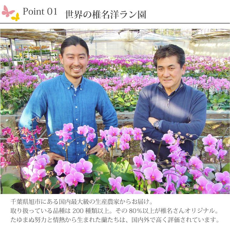 椎名洋ラン園の選べるマイクロ胡蝶蘭』 鉢植え｜横浜花まりか フラワー