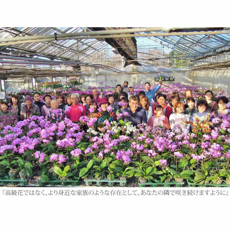 椎名洋ラン園の選べるマイクロ胡蝶蘭』 鉢植え｜横浜花まりか フラワー