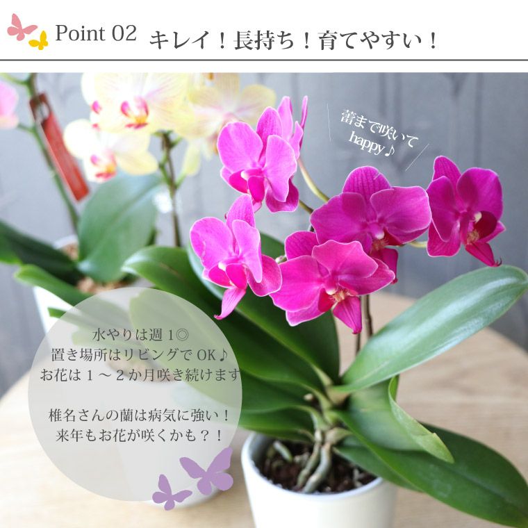 椎名洋ラン園の選べるマイクロ胡蝶蘭』 鉢植え｜横浜花まりか フラワー
