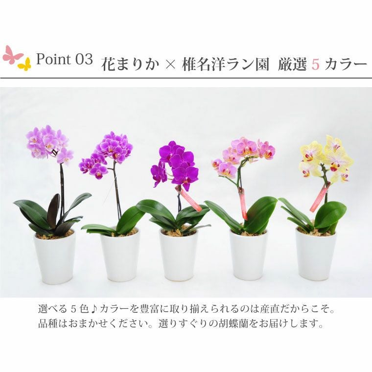 椎名洋ラン園の選べるマイクロ胡蝶蘭』 鉢植え｜横浜花まりか フラワー