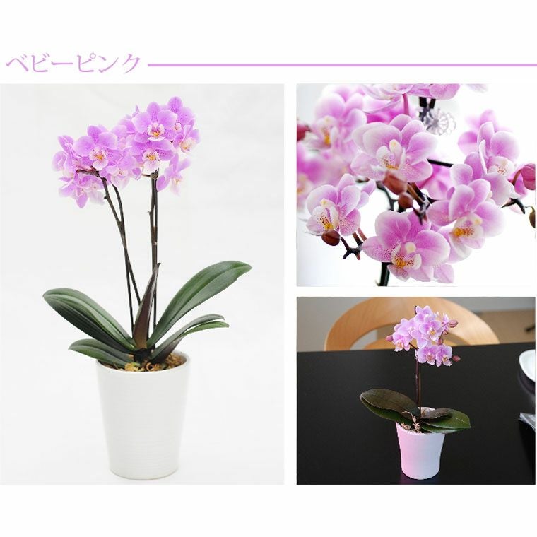 椎名洋ラン園の選べるマイクロ胡蝶蘭』 鉢植え｜横浜花まりか フラワー