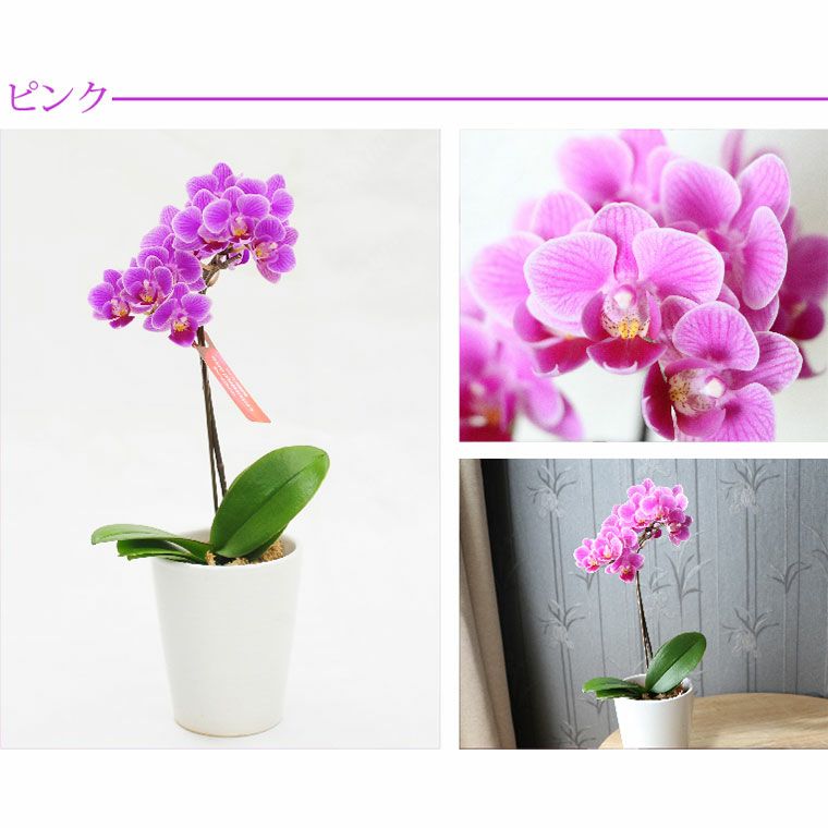 椎名洋ラン園の選べるマイクロ胡蝶蘭』 鉢植え｜横浜花まりか フラワー