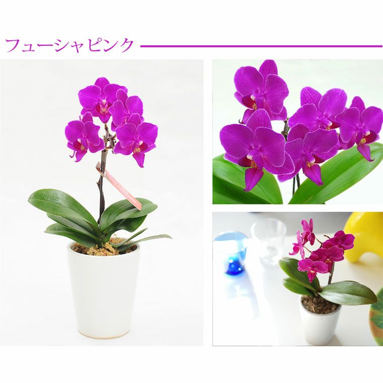 椎名洋ラン園の選べるマイクロ胡蝶蘭』 鉢植え｜横浜花まりか フラワー
