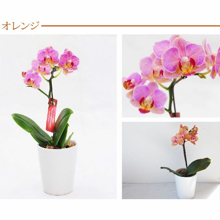 開花中・香る希少な双株】原種交配種 ドラゴン・メリー 胡蝶蘭 洋蘭 開花中・香る希少な双株】原種交配種 ドラゴン・メリー 胡蝶蘭 洋蘭