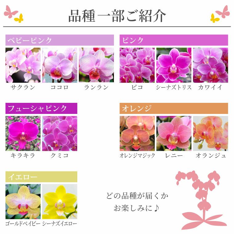 椎名洋ラン園の選べるマイクロ胡蝶蘭』 鉢植え｜横浜花まりか フラワー