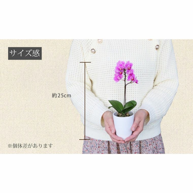 椎名洋ラン園の選べるマイクロ胡蝶蘭』 鉢植え｜横浜花まりか フラワー
