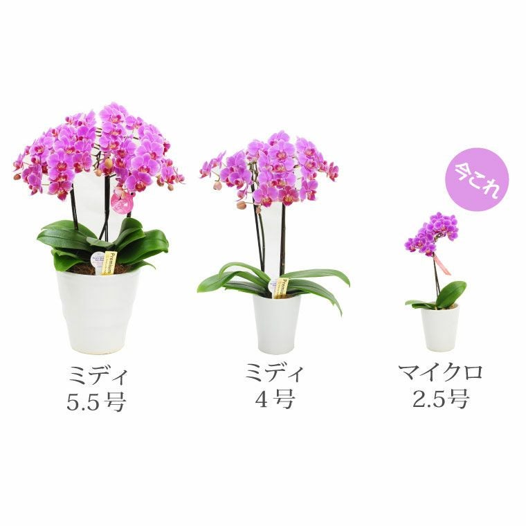 椎名洋ラン園の選べるマイクロ胡蝶蘭』 鉢植え｜横浜花まりか フラワー