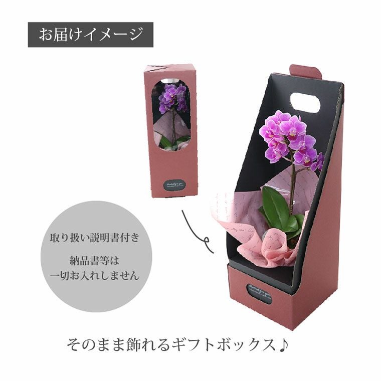 椎名洋ラン園の選べるマイクロ胡蝶蘭』 鉢植え｜横浜花まりか フラワー