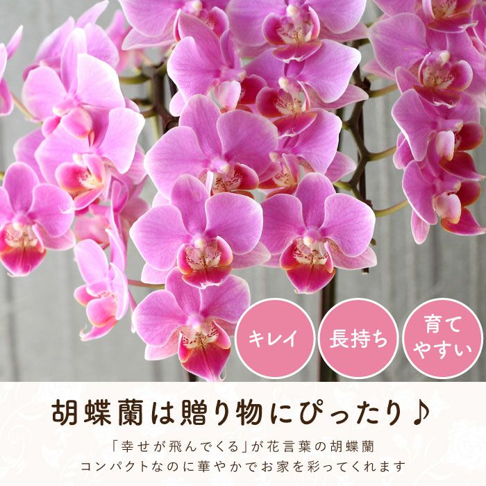椎名洋ラン園の選べるミディ胡蝶蘭』鉢植え｜横浜花まりか フラワー