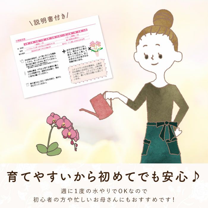 椎名洋ラン園の選べるミディ胡蝶蘭