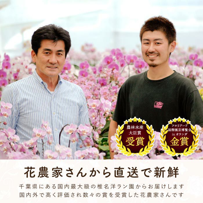 椎名洋ラン園の選べるミディ胡蝶蘭』鉢植え｜横浜花まりか フラワー