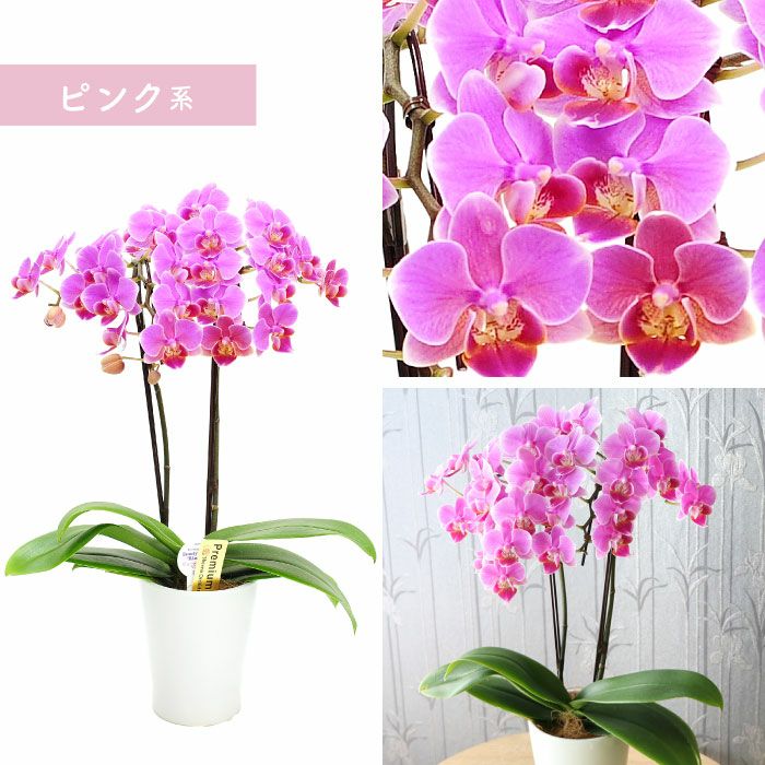 椎名洋ラン園の選べるミディ胡蝶蘭』鉢植え｜横浜花まりか フラワー