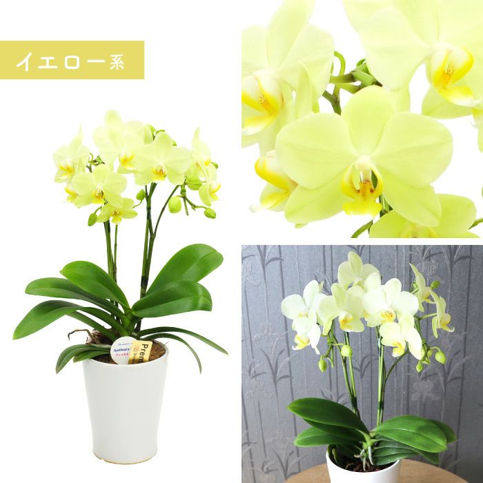 椎名洋ラン園の選べるミディ胡蝶蘭』鉢植え｜横浜花まりか フラワー