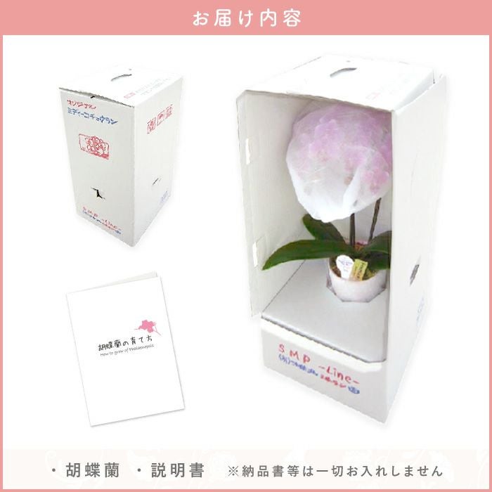 椎名洋ラン園の選べるミディ胡蝶蘭