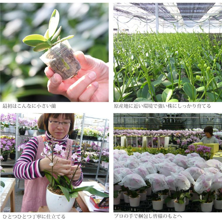 椎名洋ラン園の選べるミディ胡蝶蘭5.5号』 鉢植え | 横浜花 椎名洋ラン園の選べるミディ胡蝶蘭5.5号』 鉢植え | 横浜花