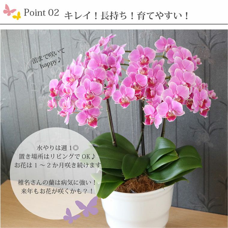 椎名洋ラン園の選べるミディ胡蝶蘭5.5号』 鉢植え | 横浜花