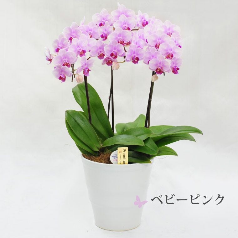 椎名洋ラン園の選べるミディ胡蝶蘭5.5号』 鉢植え | 横浜花まりか