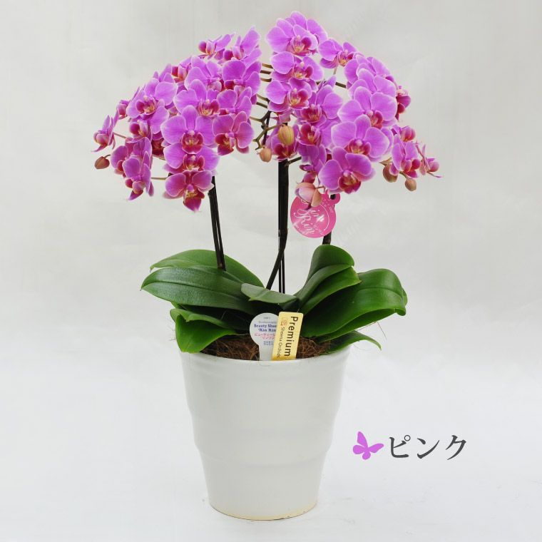 椎名洋ラン園の選べるミディ胡蝶蘭5.5号』 鉢植え | 横浜花まりか