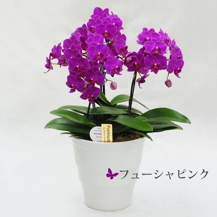 椎名洋ラン園の選べるミディ胡蝶蘭5.5号』 鉢植え | 横浜花まりか