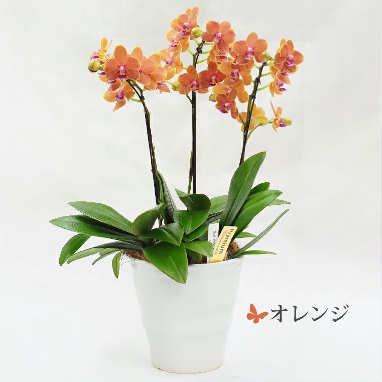 椎名洋ラン園の選べるミディ胡蝶蘭5.5号』 鉢植え | 横浜花まりか