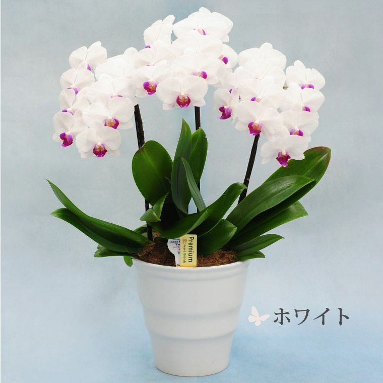椎名洋ラン園の選べるミディ胡蝶蘭5.5号』 鉢植え | 横浜花まりか