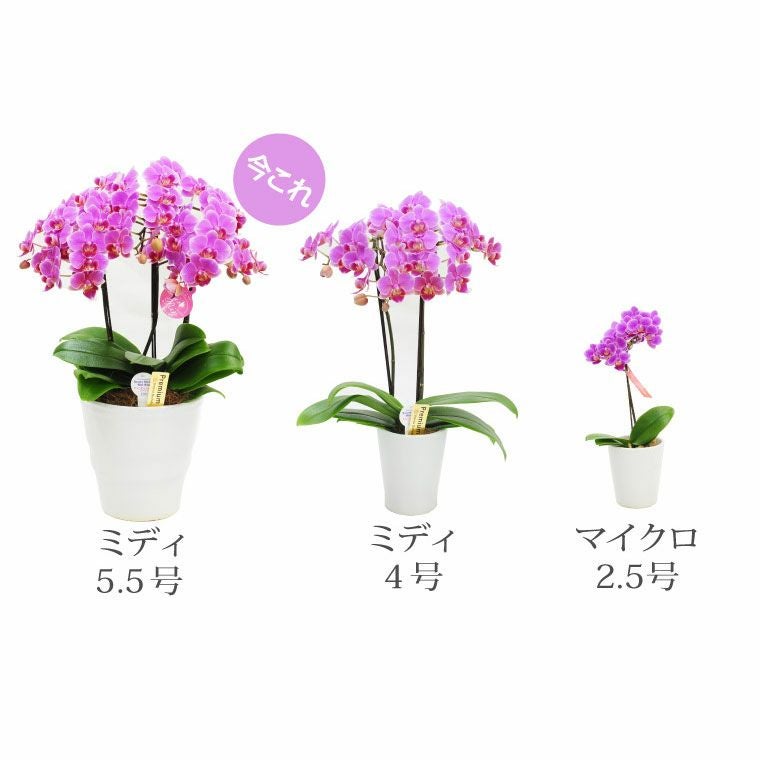 椎名洋ラン園の選べるミディ胡蝶蘭5.5号』 鉢植え | 横浜花 椎名洋ラン園の選べるミディ胡蝶蘭5.5号』 鉢植え | 横浜花