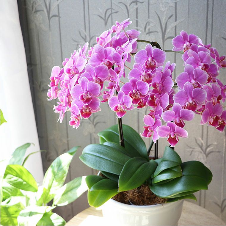 椎名洋ラン園の選べるミディ胡蝶蘭5.5号』 鉢植え | 横浜花まりか