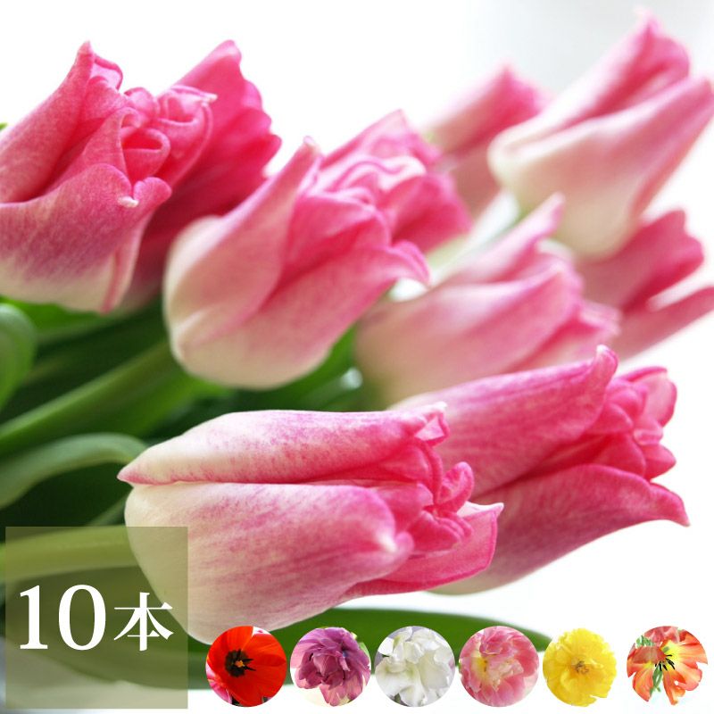チューリップの花束 ・10本』 生花 | 横浜花まりか フラワーギフト店