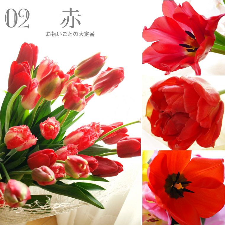 チューリップの花束 ・50本』 生花 | 横浜花まりか フラワーギフト店