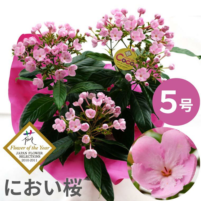 フラワー・オブ・ザ・イヤー受賞! 『登坂園芸の におい桜 ルクリア