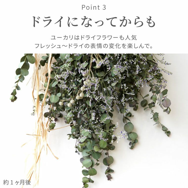 ユーカリスワッグ・生 50cm』 フレッシュ｜横浜花まりか フラワーギフト店
