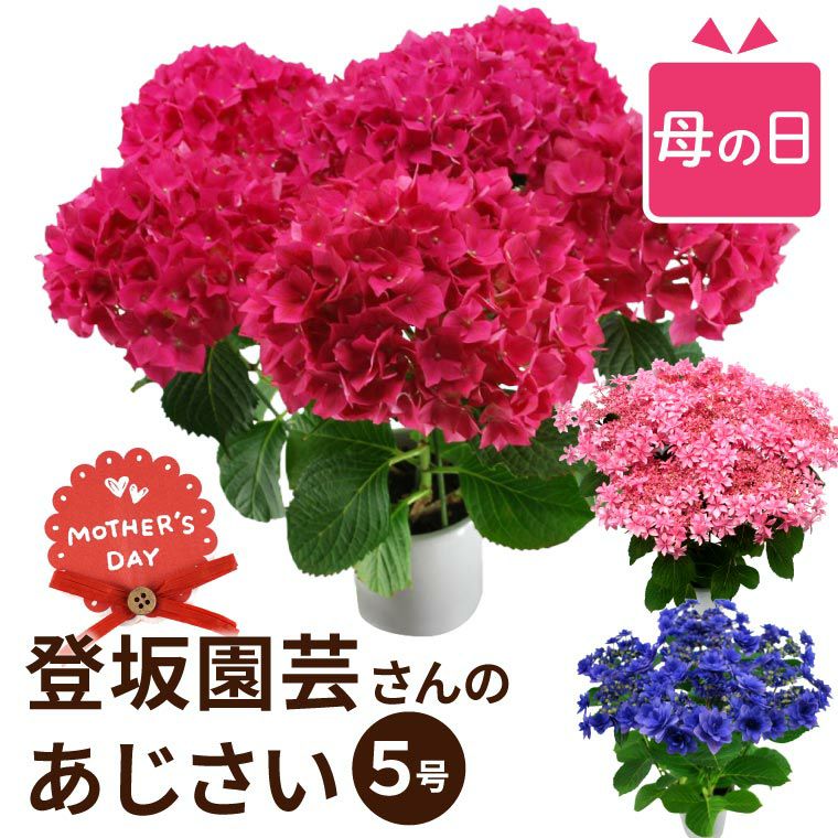登坂園芸の紫陽花の鉢植え』 | 横浜花まりか フラワーギフト店