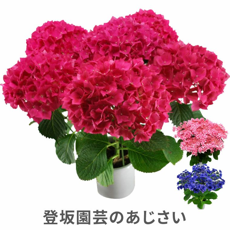 登坂園芸の紫陽花の鉢植え』 | 横浜花まりか フラワーギフト店