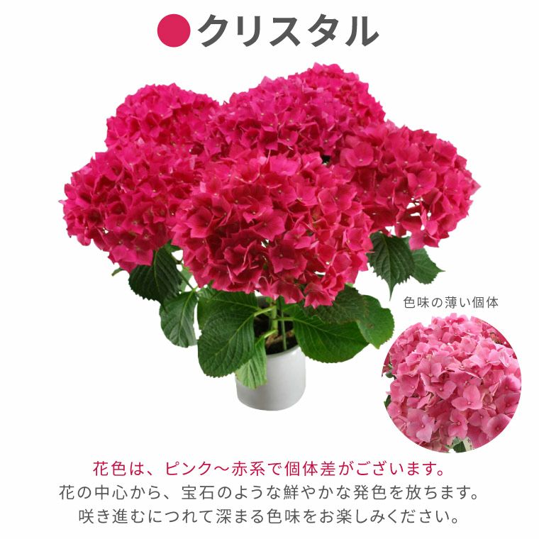 登坂園芸の紫陽花の鉢植え』 | 横浜花まりか フラワーギフト店