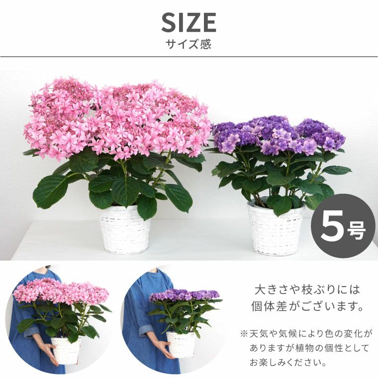 紫陽花⭐️オススメ4品種⭐️4鉢セット 登坂園芸の紫陽花の鉢植え』 | 横浜花まりか フラワーギフト店