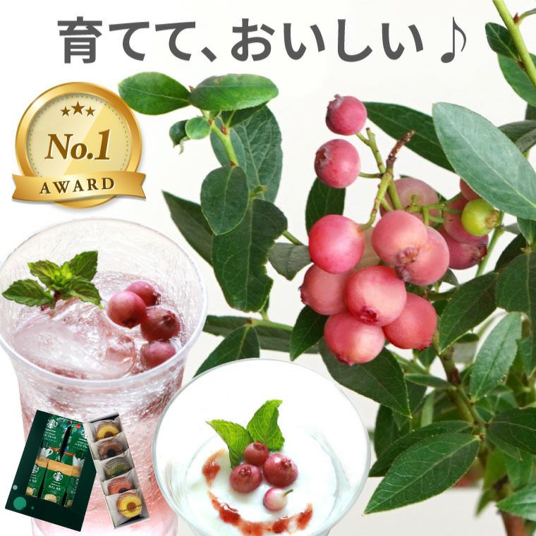 育てる果樹鉢・ピンクレモネード(ブルーベリー)』鉢植え｜横浜花まりか