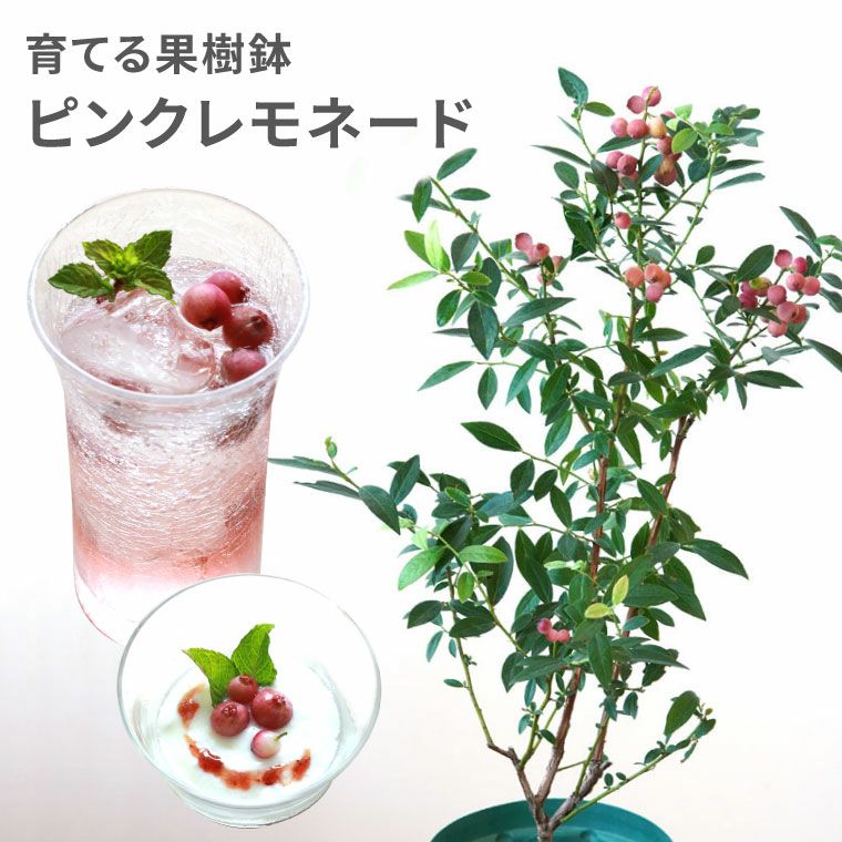 育てる果樹鉢・ピンクレモネード(ブルーベリー)』鉢植え｜横浜花まりか