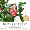 育てる果樹鉢・ピンクレモネード(ブルーベリー) 鉢植え