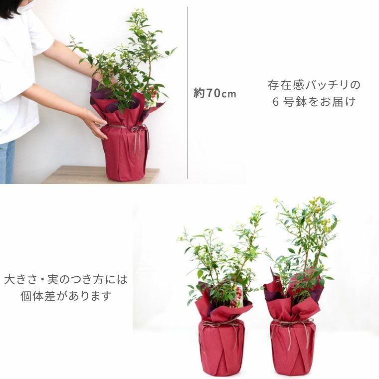 育てる果樹鉢・ピンクレモネード(ブルーベリー)』鉢植え｜横浜花まりか 