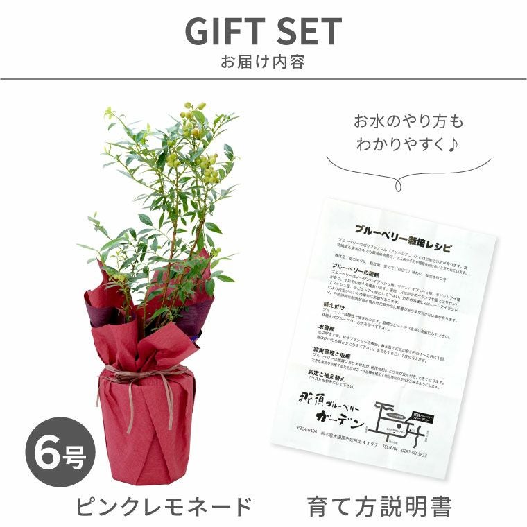 育てる果樹鉢・ピンクレモネード(ブルーベリー)』鉢植え｜横浜花まりか