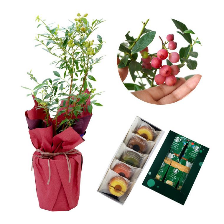 育てる果樹鉢・ピンクレモネード(ブルーベリー)』鉢植え｜横浜花まりか