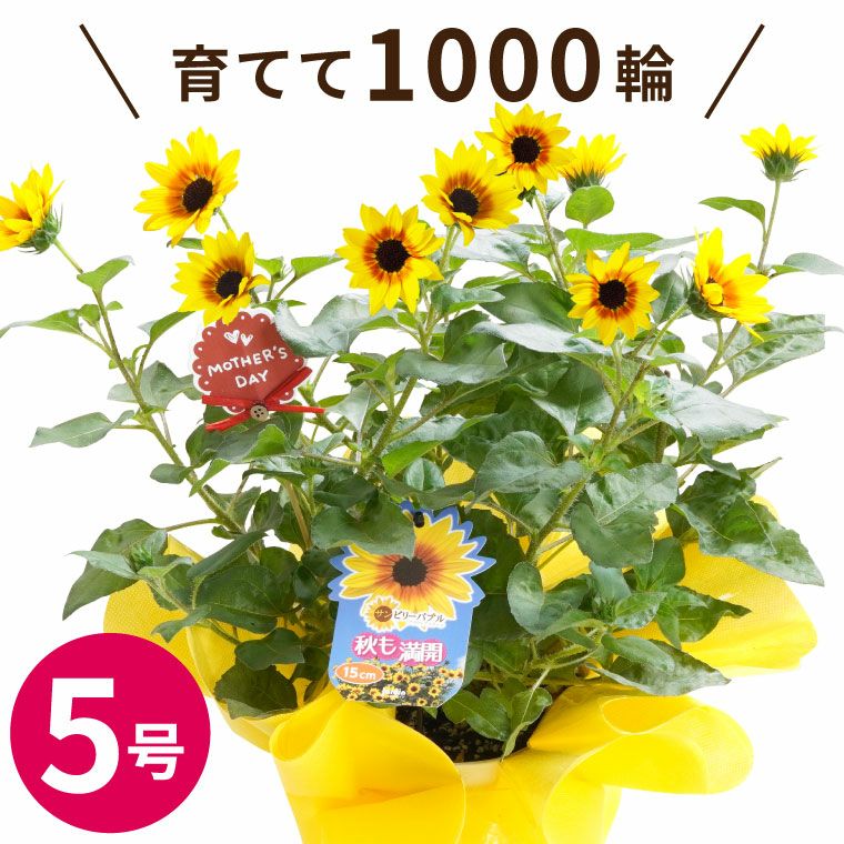 1000輪 チャレンジ！ ひまわり 5号鉢の鉢植え 』｜横浜花まりか