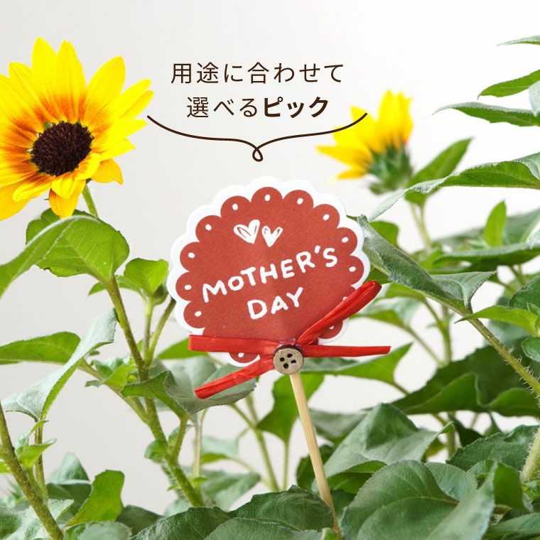 1000輪 チャレンジ！ ひまわり 5号鉢の鉢植え 』｜横浜花まりか